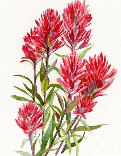 火把花根.jpg